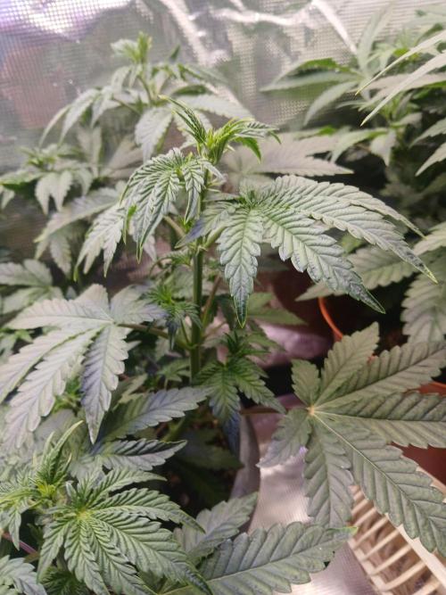 Cannabiz Gorilla glue auto-Pot #1. Week 5