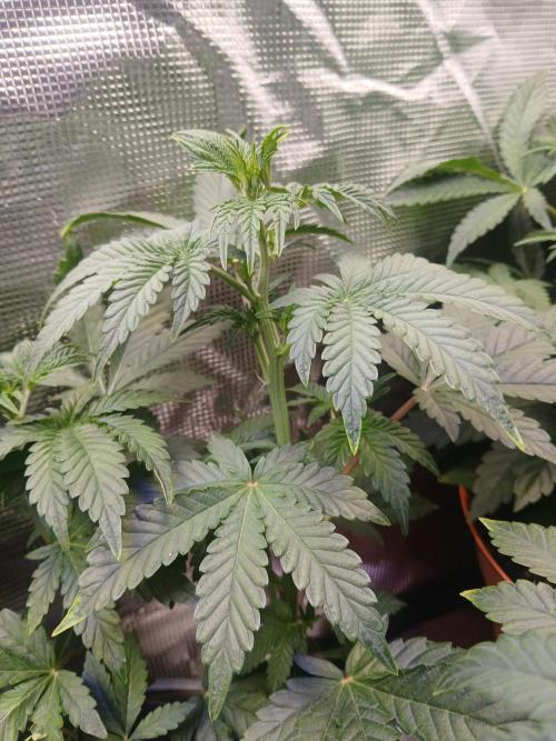 Cannabiz Gorilla glue auto-Pot #1. Week 5