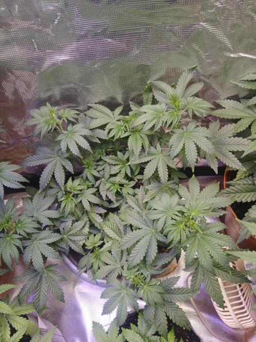Cannabiz Gorilla glue auto-Pot #1. Week 5