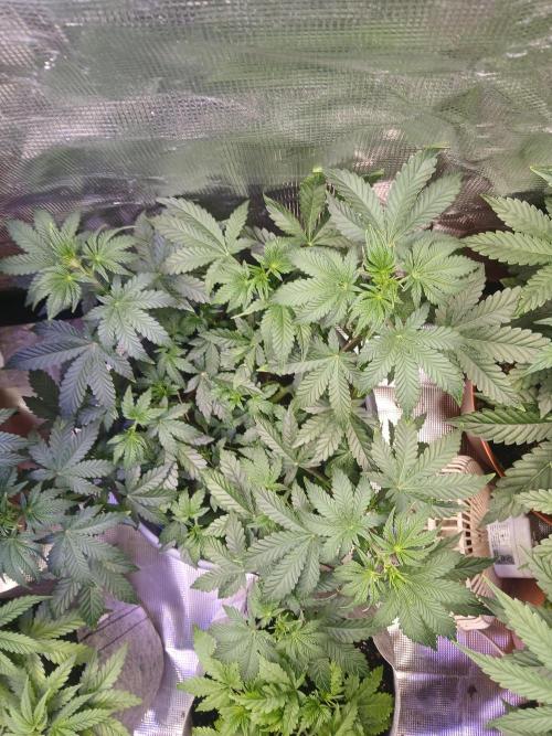 Cannabiz Gorilla glue auto-Pot #1. Week 5