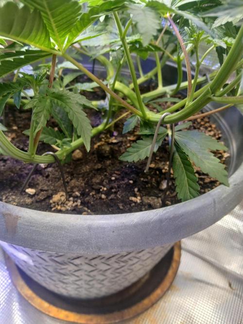 Cannabiz Gorilla glue auto-Pot #1. Week 5
