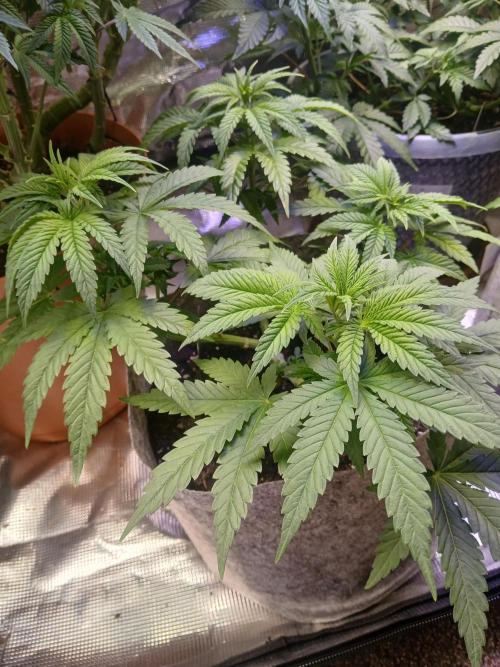 Gorilla Glue found in a bag. Week 7