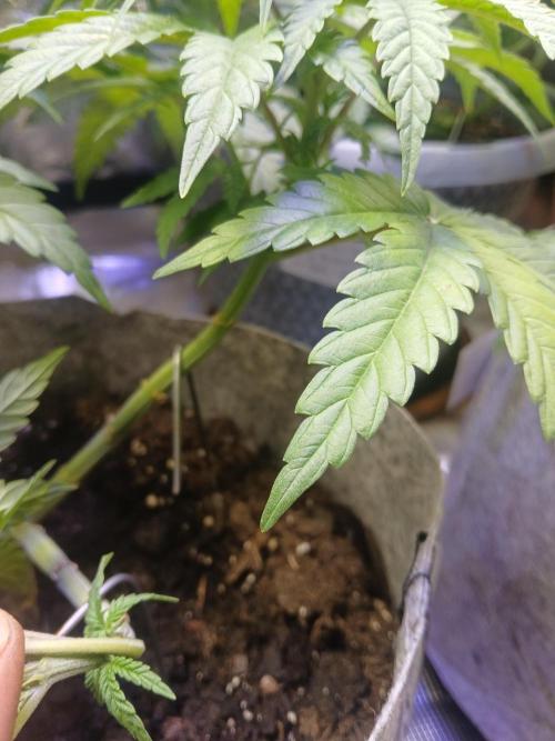 Gorilla Glue found in a bag. Week 7