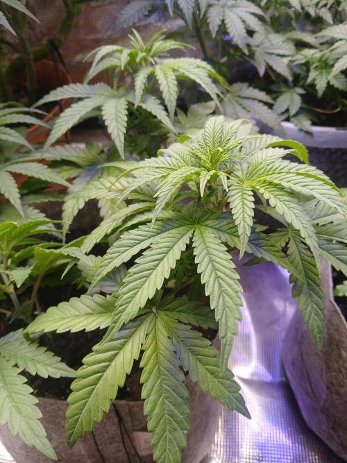 Gorilla Glue found in a bag. Week 7