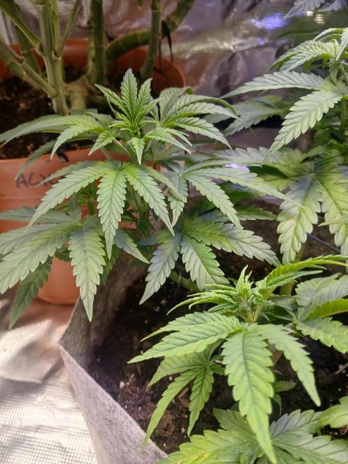 Gorilla Glue found in a bag. Week 7
