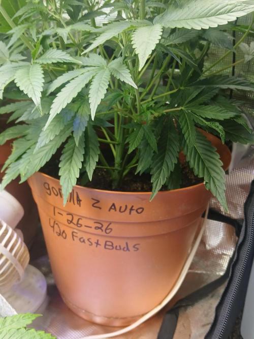 Gorilla z autos. Week 5