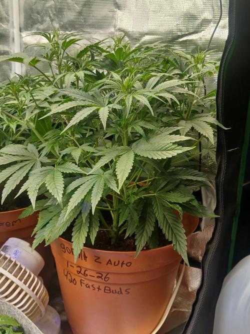 Gorilla z autos. Week 5