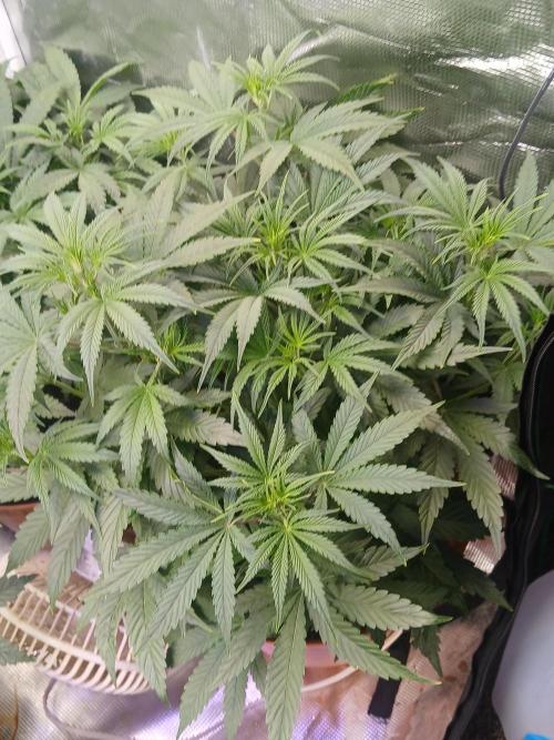 Gorilla z autos. Week 5