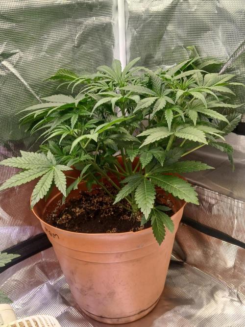 Cannabiz Gorilla glue auto - Pot 2. Week 6