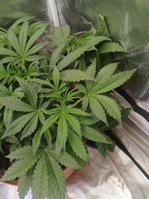 Cannabiz Gorilla glue auto - Pot 2. Week 6