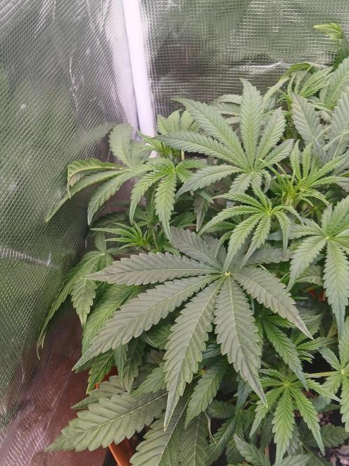 Cannabiz Gorilla glue auto - Pot 2. Week 6