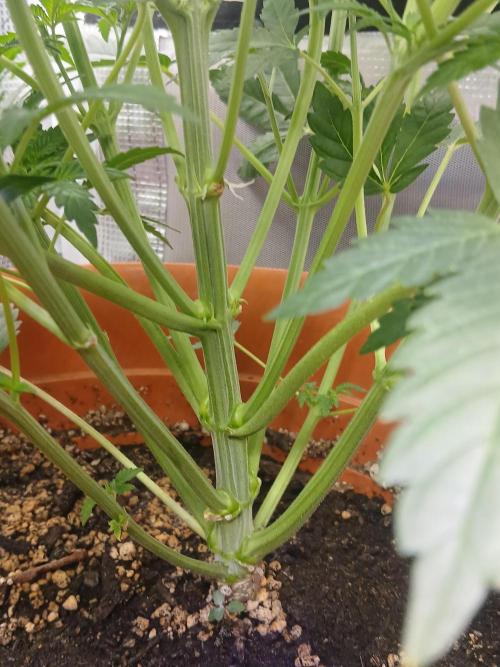 Cannabiz Gorilla glue auto - Pot 2. Week 6