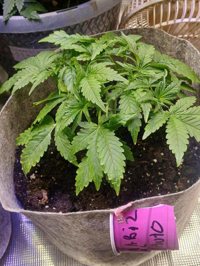Cannabiz GG auto net pot. Week 4