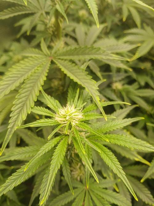 Cannabiz Gorilla glue auto-Pot #1. Week 8