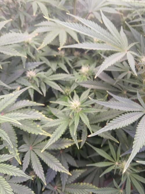 Cannabiz Gorilla glue auto-Pot #1. Week 8