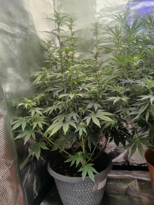 Cannabiz Gorilla glue auto-Pot #1. Week 8