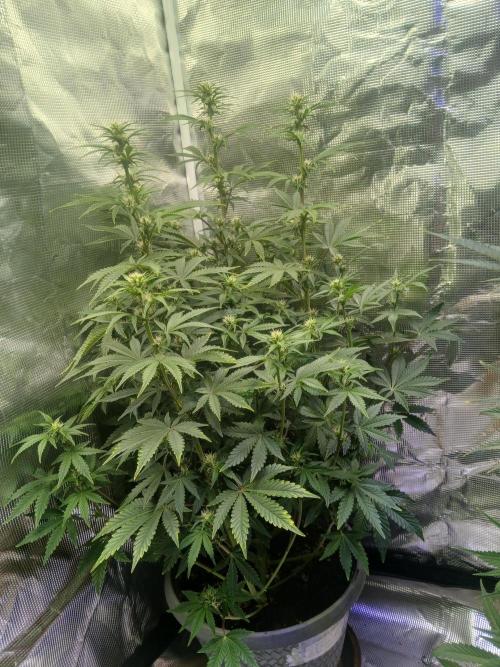 Cannabiz Gorilla glue auto-Pot #1. Week 8