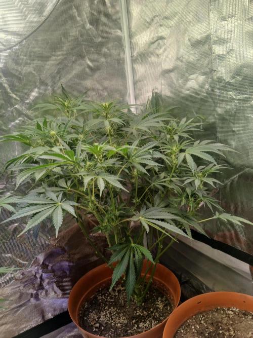Cannabiz Gorilla glue auto - Pot 2. Week 8