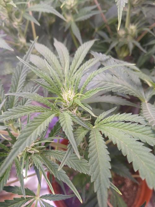 Cannabiz Gorilla glue auto - Pot 2. Week 8