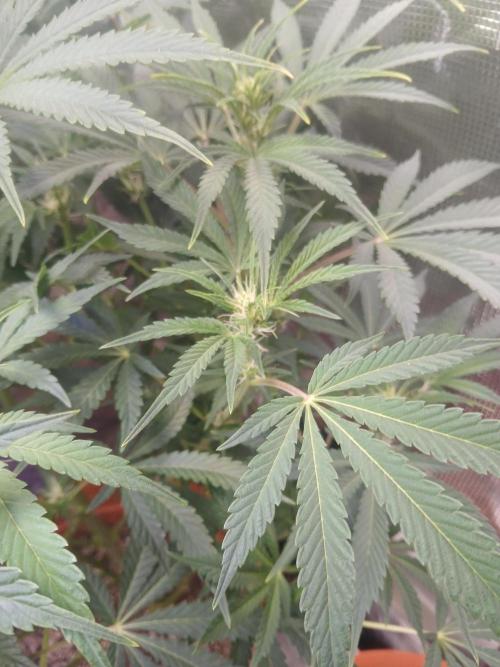 Cannabiz Gorilla glue auto - Pot 2. Week 8