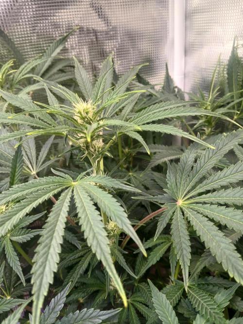 Cannabiz Gorilla glue auto - Pot 2. Week 8