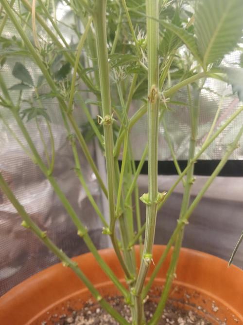 Cannabiz Gorilla glue auto - Pot 2. Week 8