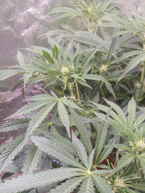 Cannabiz Gorilla glue auto - Pot 2. Week 8