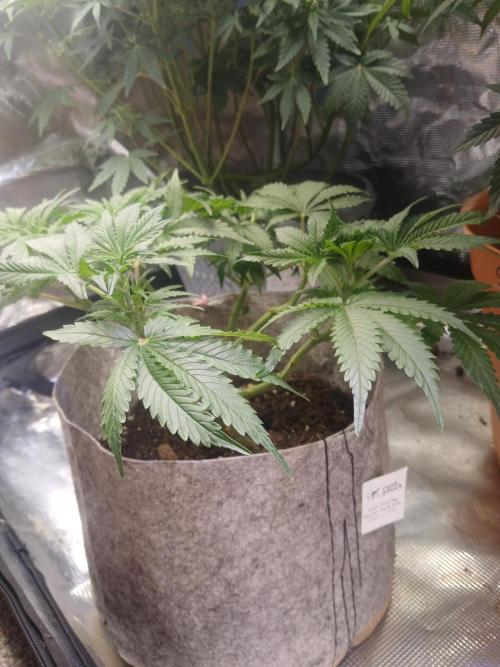 Cannabiz GG auto net pot. Week 7