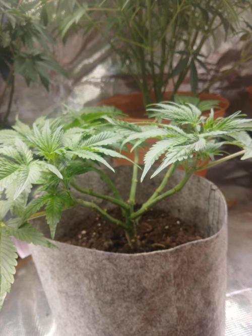 Cannabiz GG auto net pot. Week 7