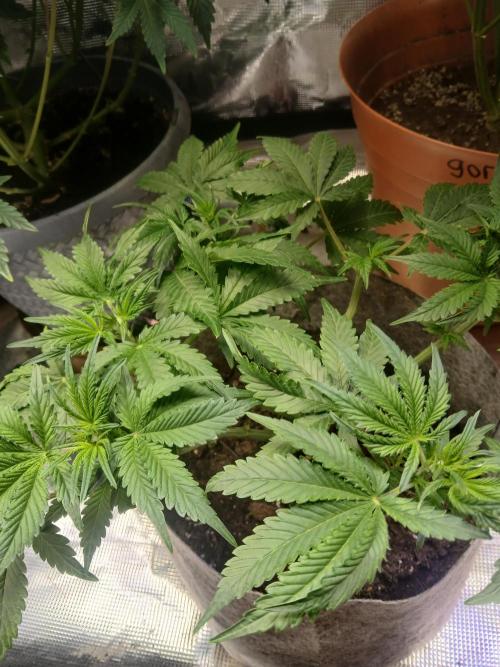 Cannabiz GG auto net pot. Week 7