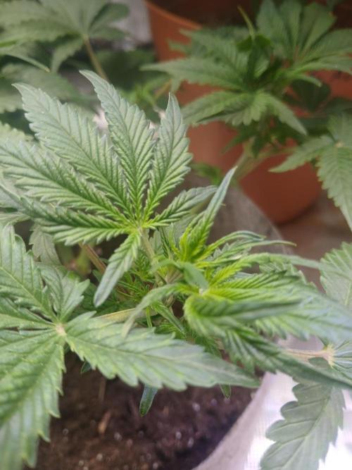 Cannabiz GG auto net pot. Week 7