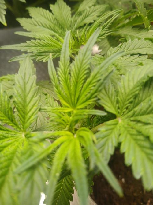 Cannabiz GG auto net pot. Week 7