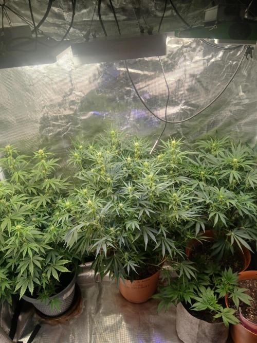 Gorilla z autos. Week 8