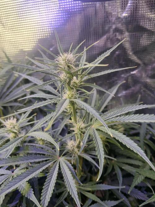 Gorilla z autos. Week 8