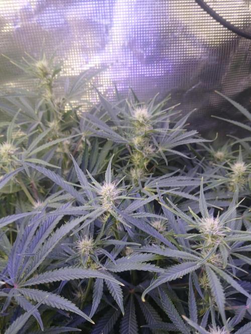 Gorilla z autos. Week 8