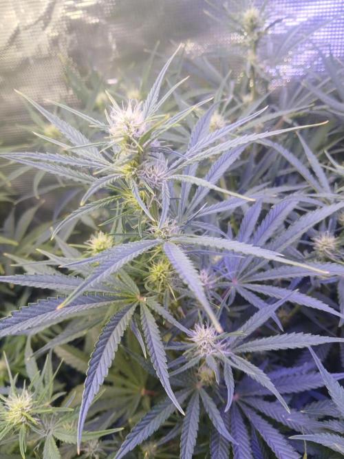 Gorilla z autos. Week 8