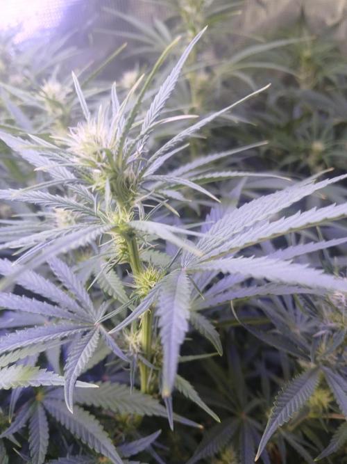 Gorilla z autos. Week 8