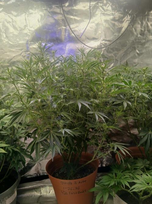 Gorilla z autos. Week 8