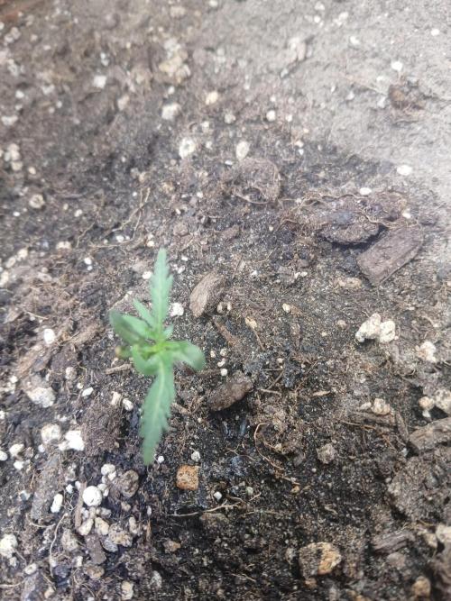 Frosty's auto freak. Week 2