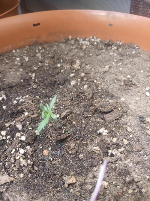 Frosty's auto freak. Week 2