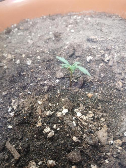 Frosty's auto freak. Week 2