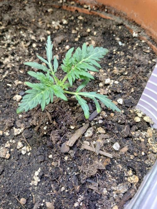 Frosty's auto freak. Week 3
