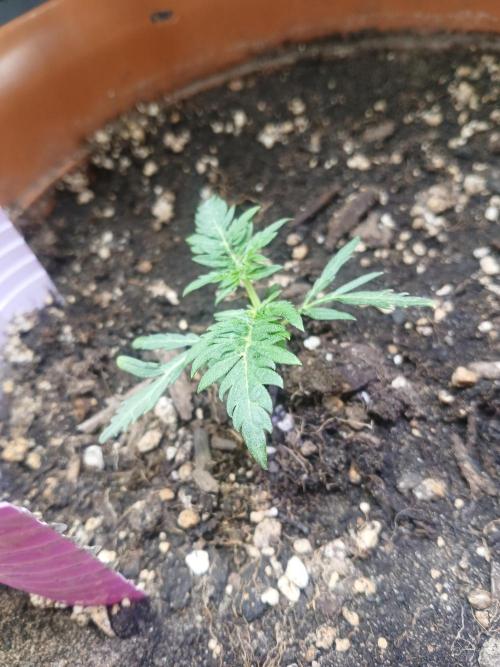 Frosty's auto freak. Week 3