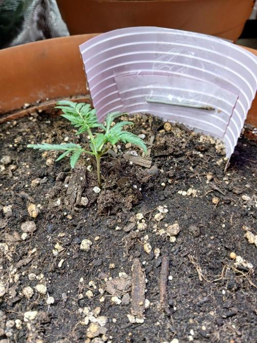 Frosty's auto freak. Week 3