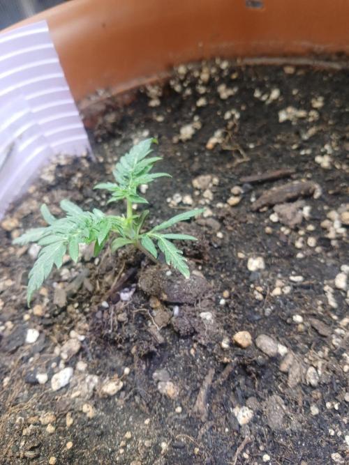 Frosty's auto freak. Week 3