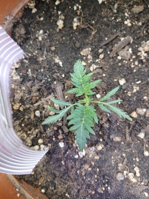 Frosty's auto freak. Week 3