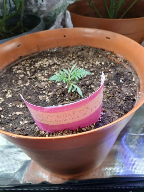 Frosty's auto freak. Week 3