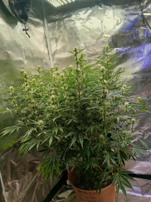 Gorilla z autos. Week 9