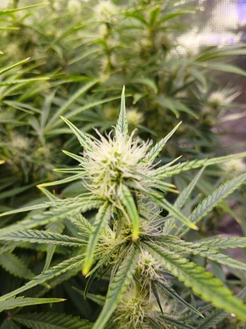 Gorilla z autos. Week 9