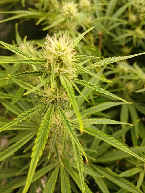 Gorilla z autos. Week 9